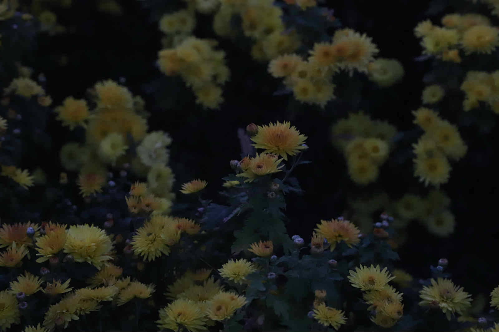 杨琪缨《秋菊》.jpg